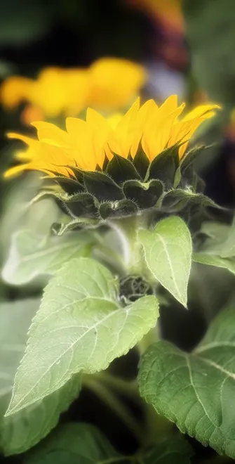 SUNFLOWER 🌻