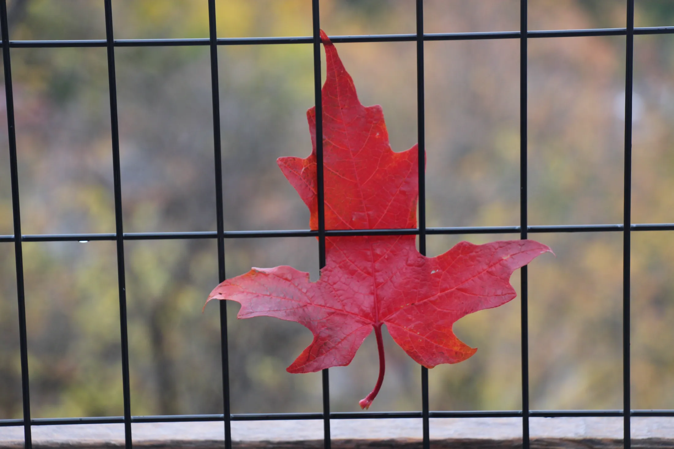 Maple Leaf on Parliament Hill, Ottawa, Ontario, Canada