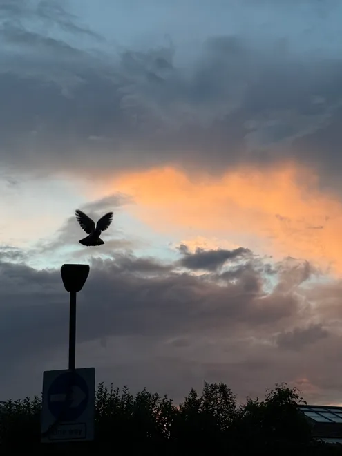 pigeon x sunset