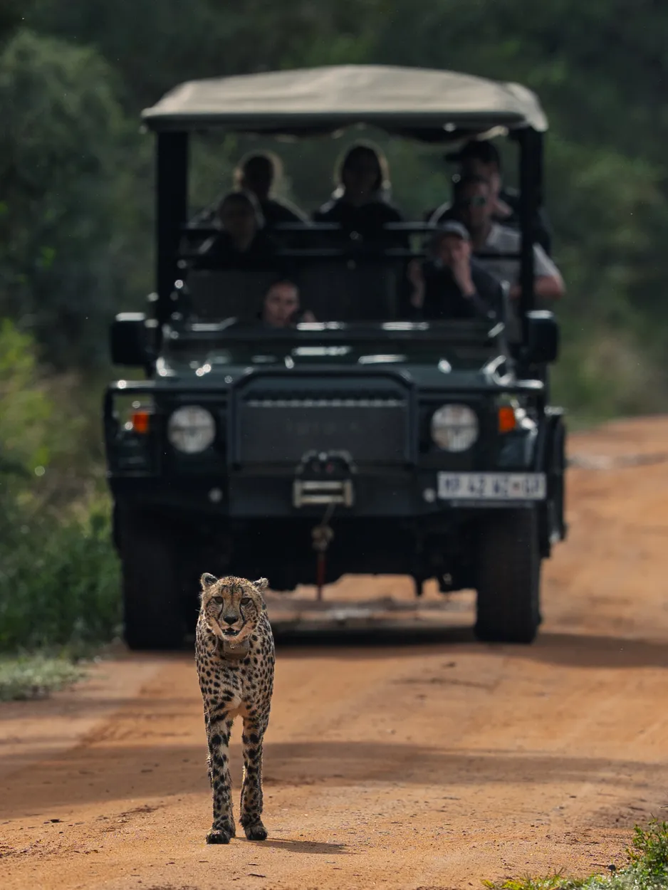 Cheetah On A Mission