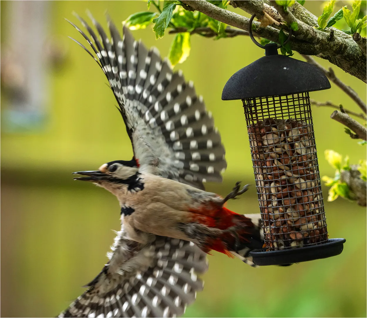 Leaving The Peanut Feeder