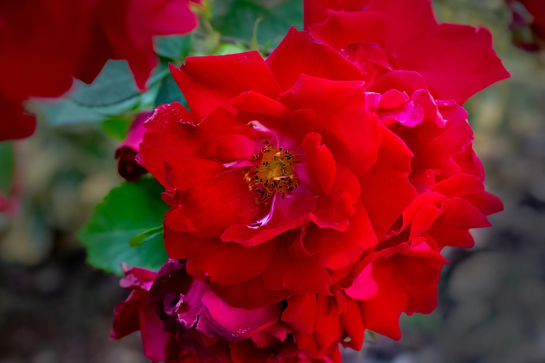 Bright Red and Blooming