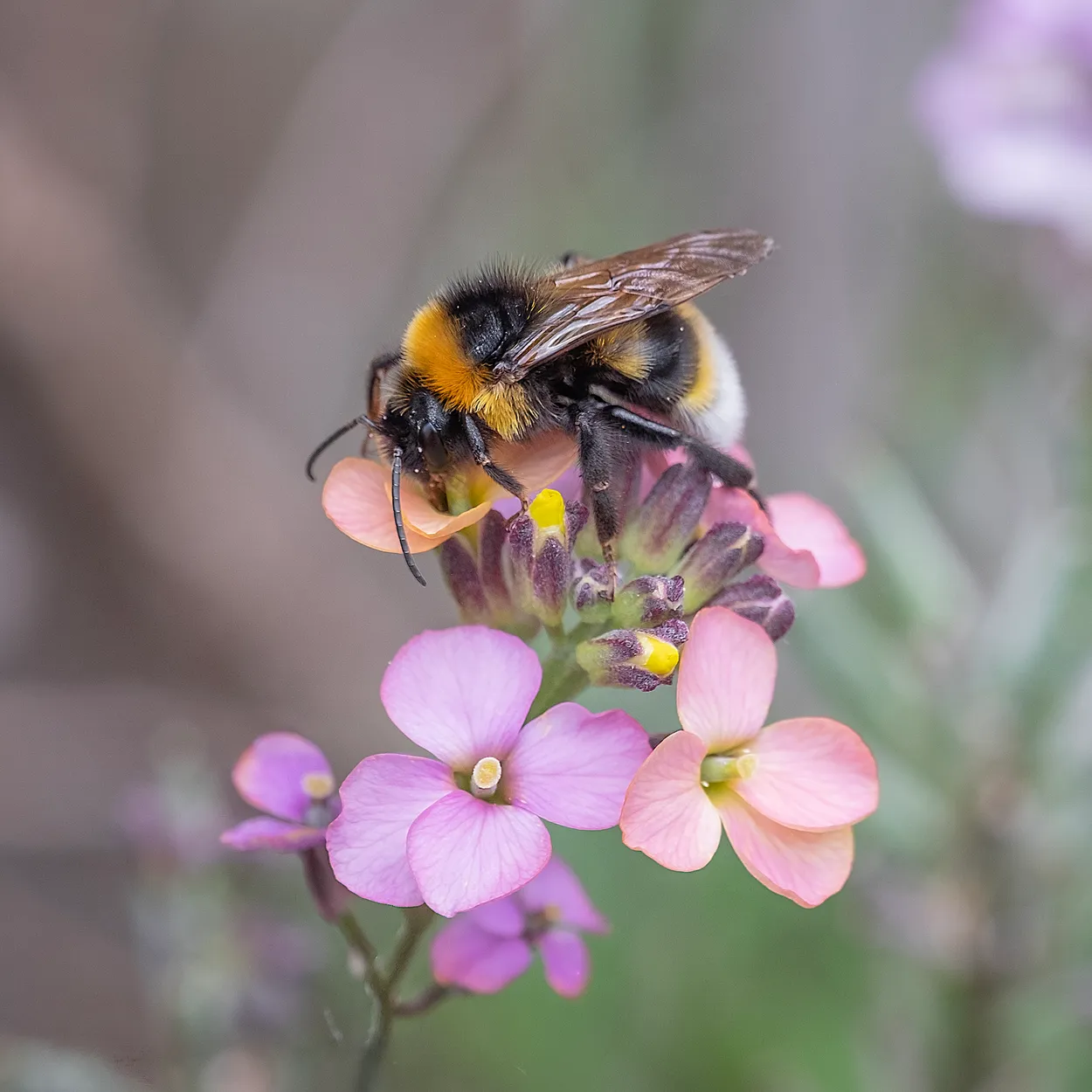 Bumblebee on Flowers