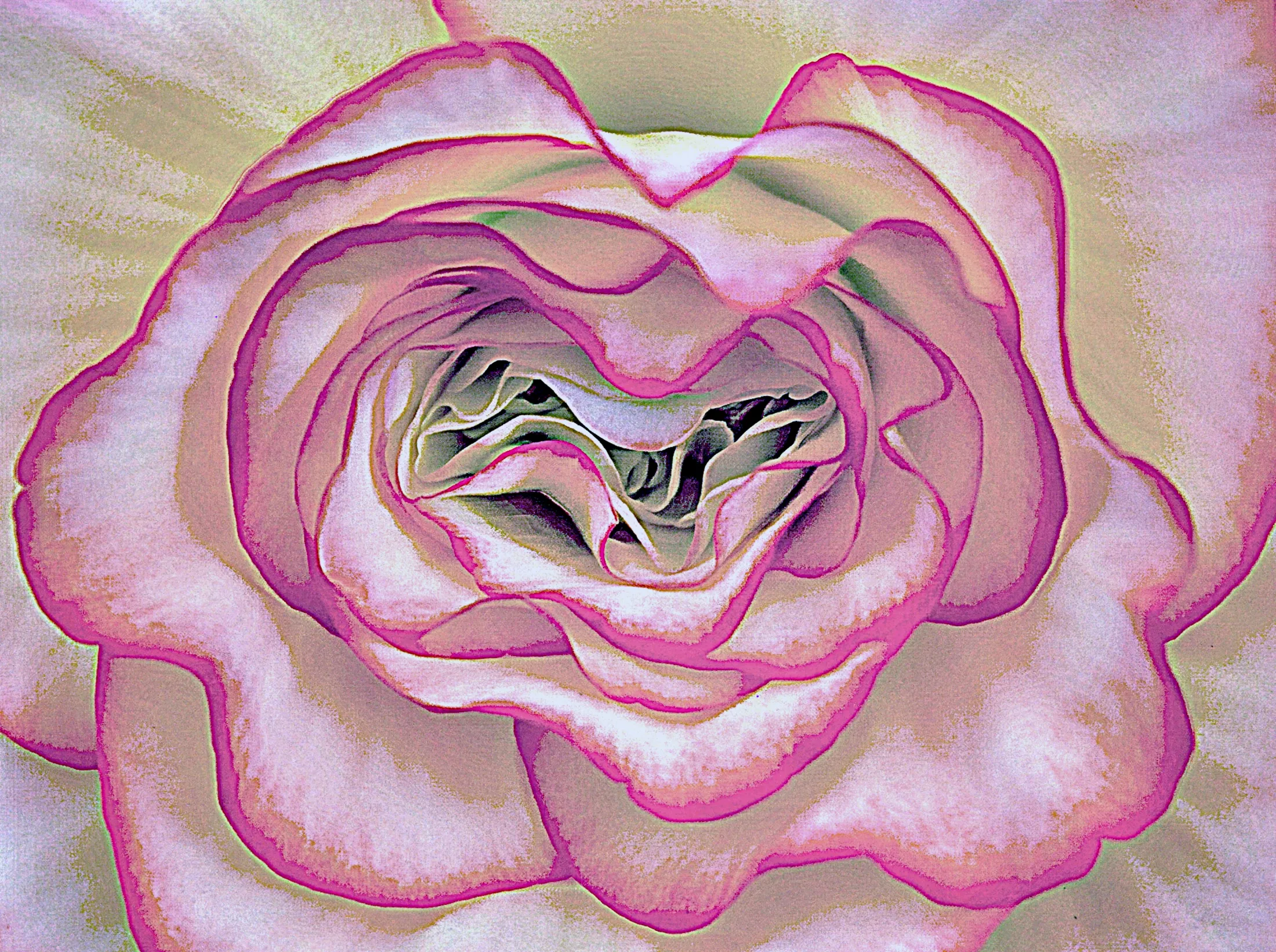 Inside a rose