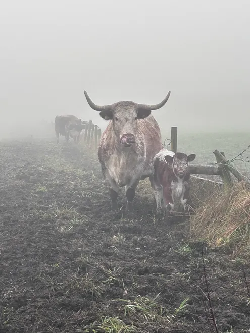 Cow and calf on a foggy day