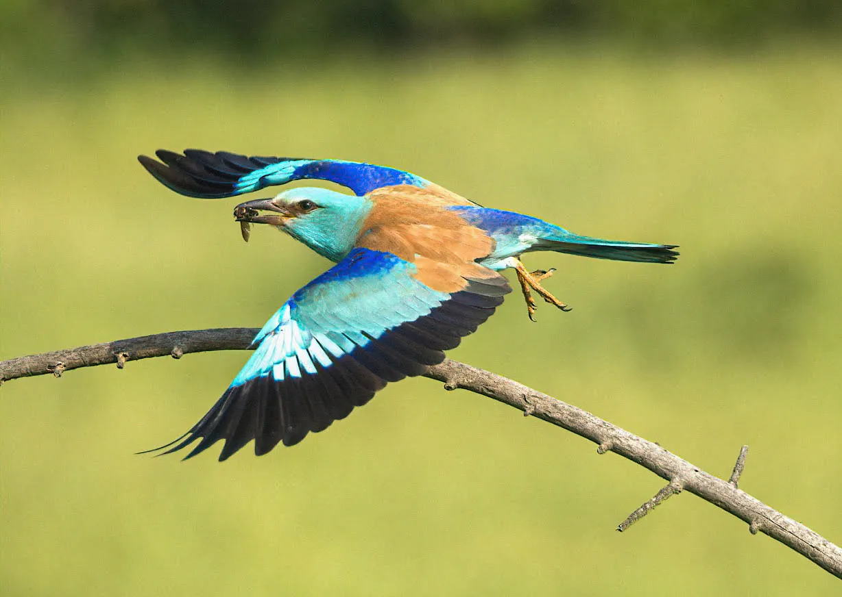 European roller