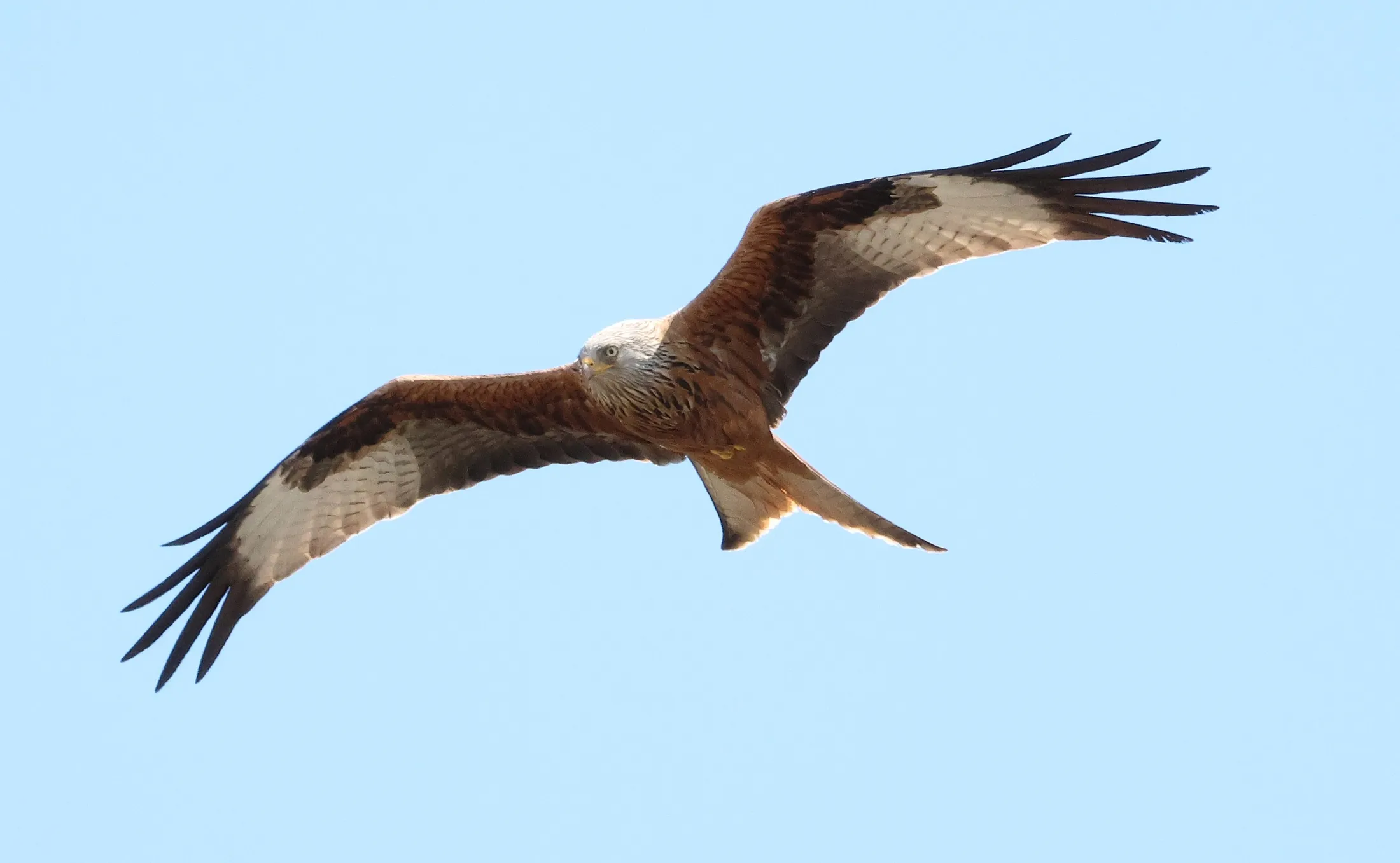 Red Kite