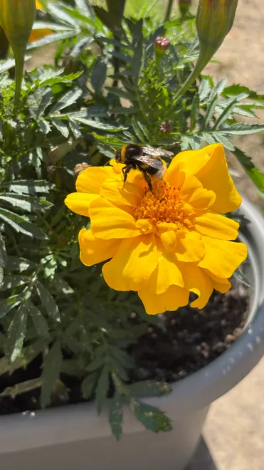 Bee on the Marigolds