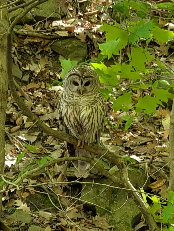 Owl on the Hunt