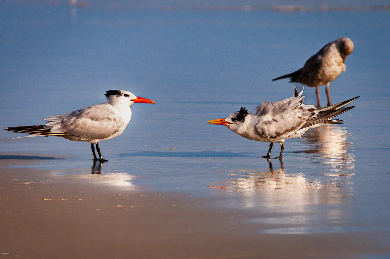 Royal Tern Faceoff