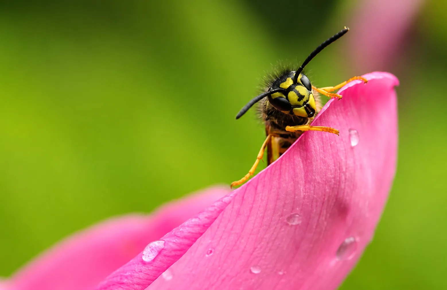 Bees of Nature
