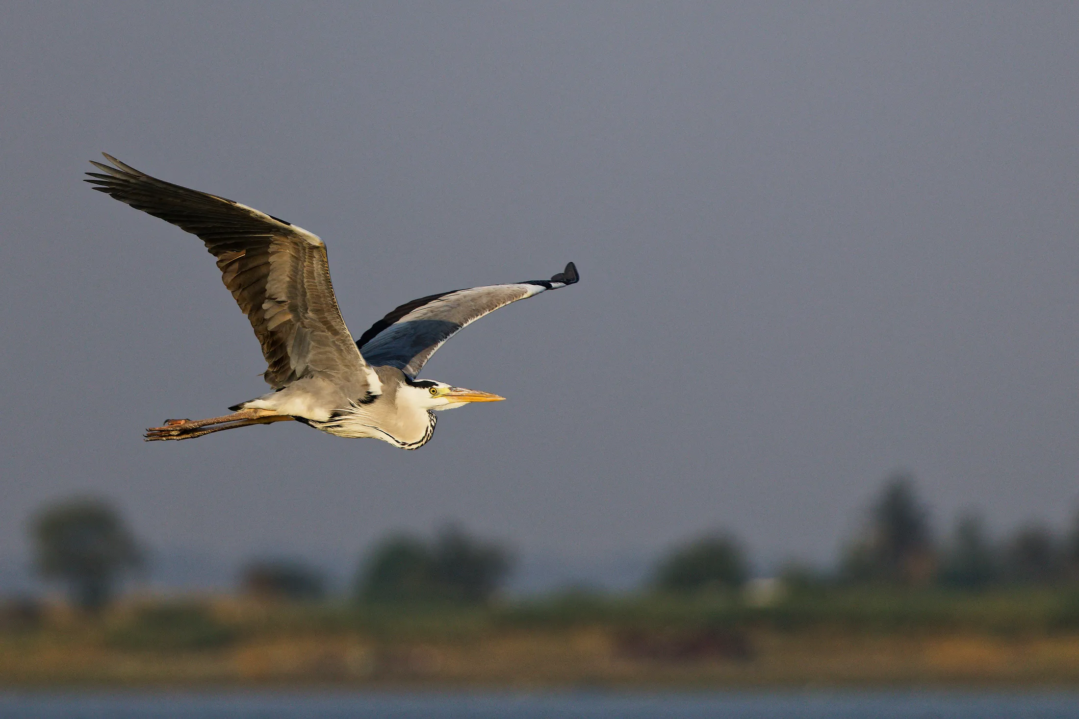 Gray Heron in flight