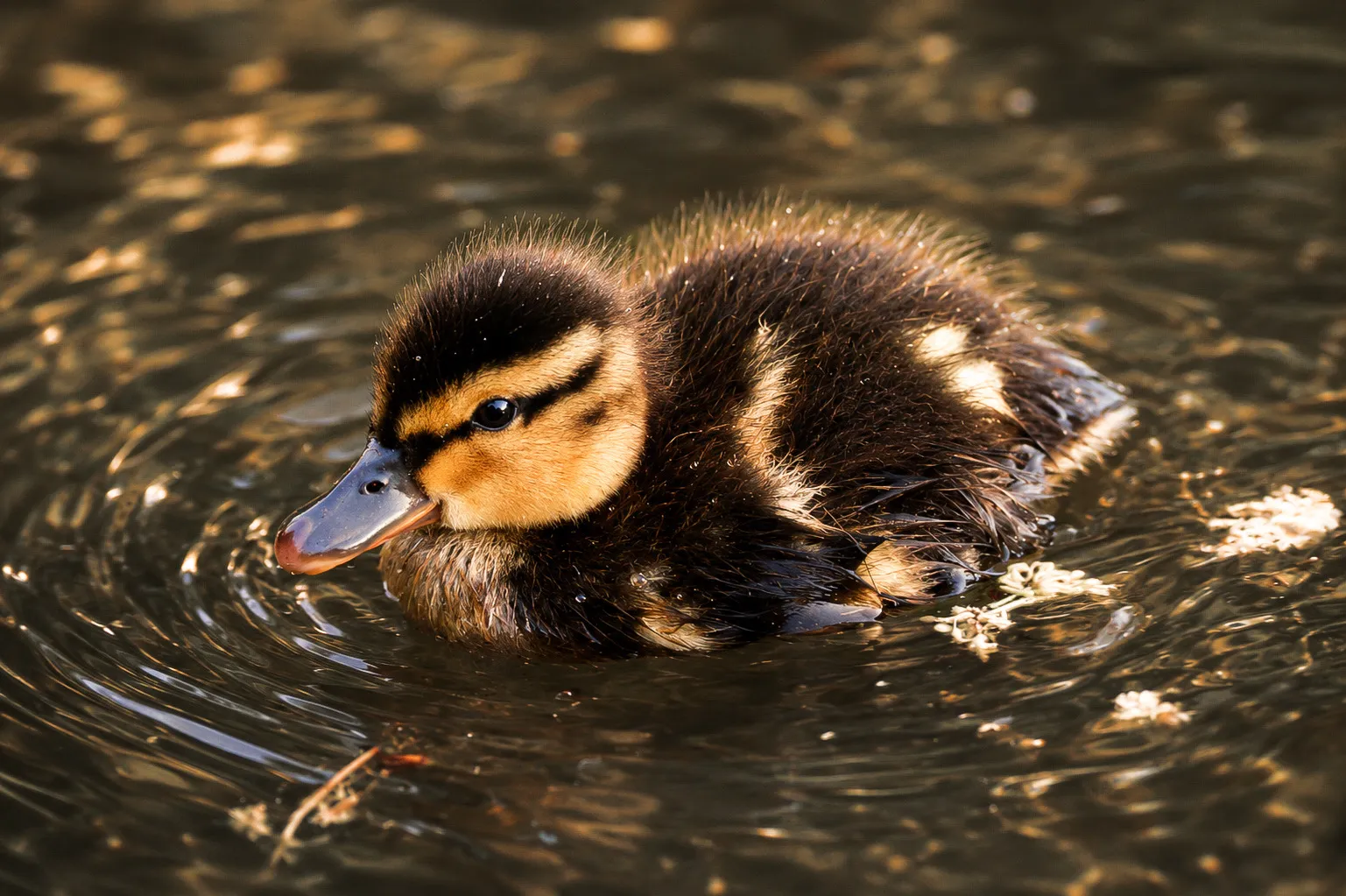 Pond and canal life