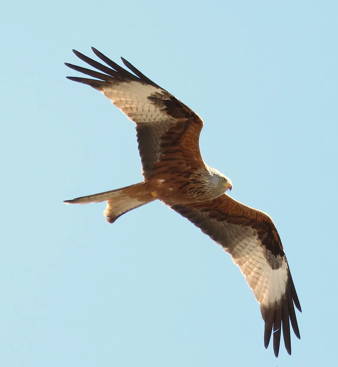 Red Kite