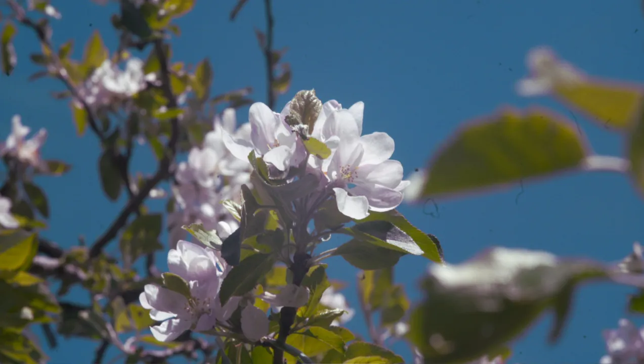 Spring Shot