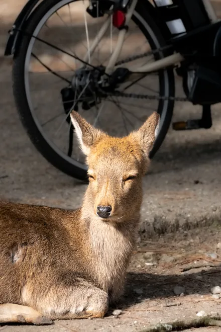 Resting deer