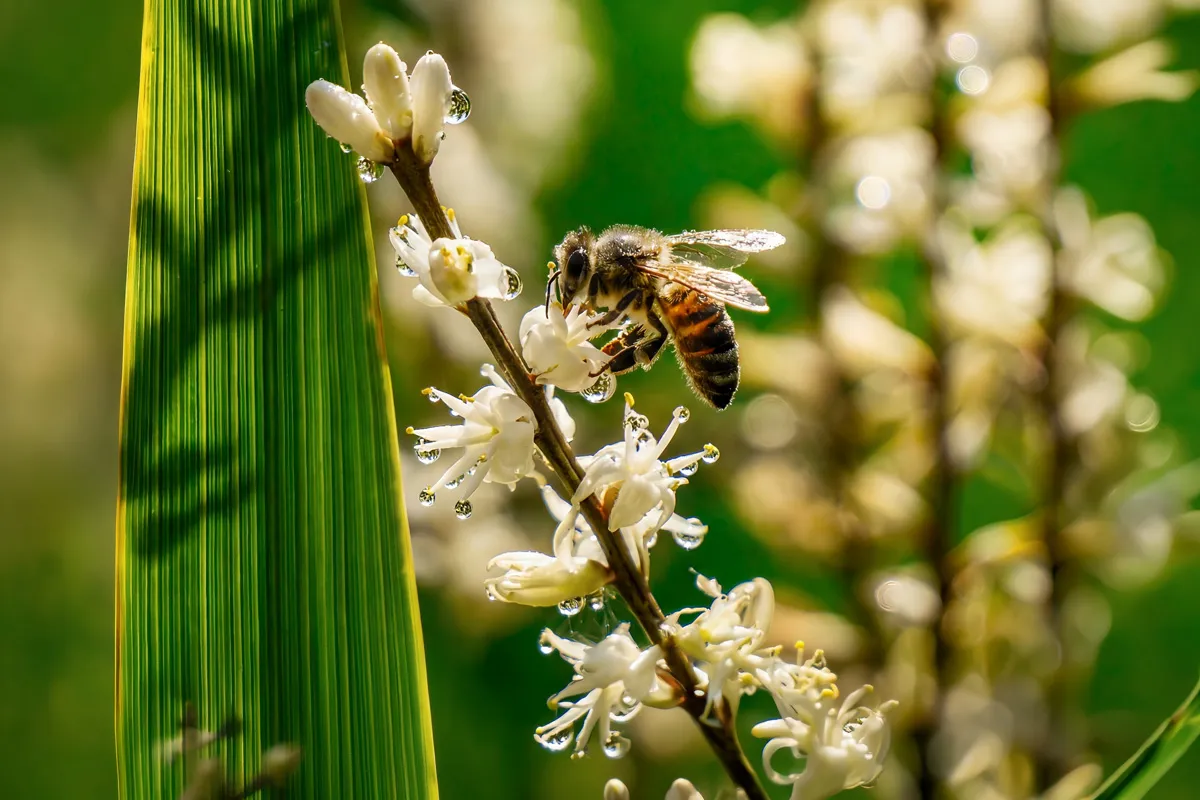 Bee
