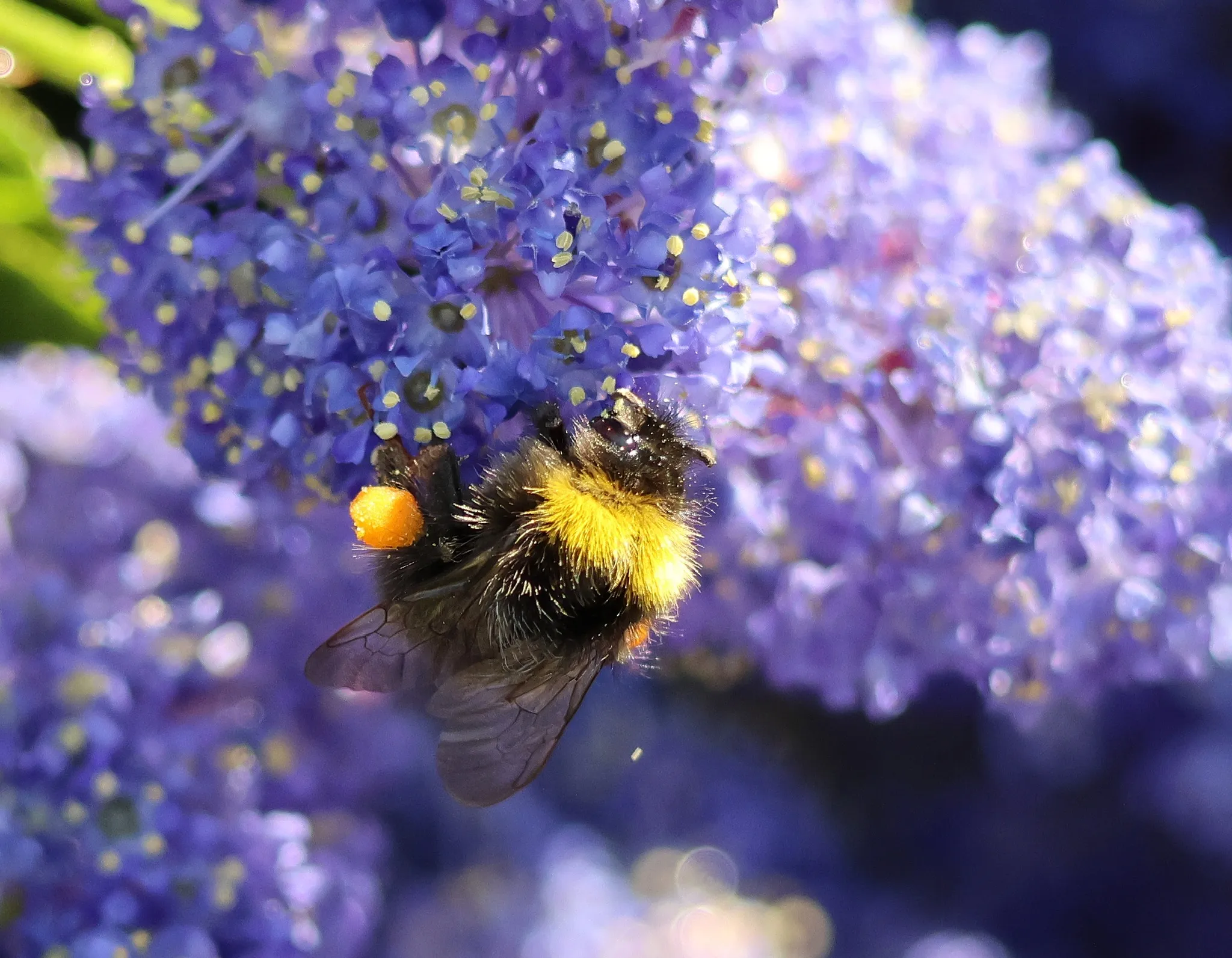 Buff Tailed Bumblebee on Ceanothus