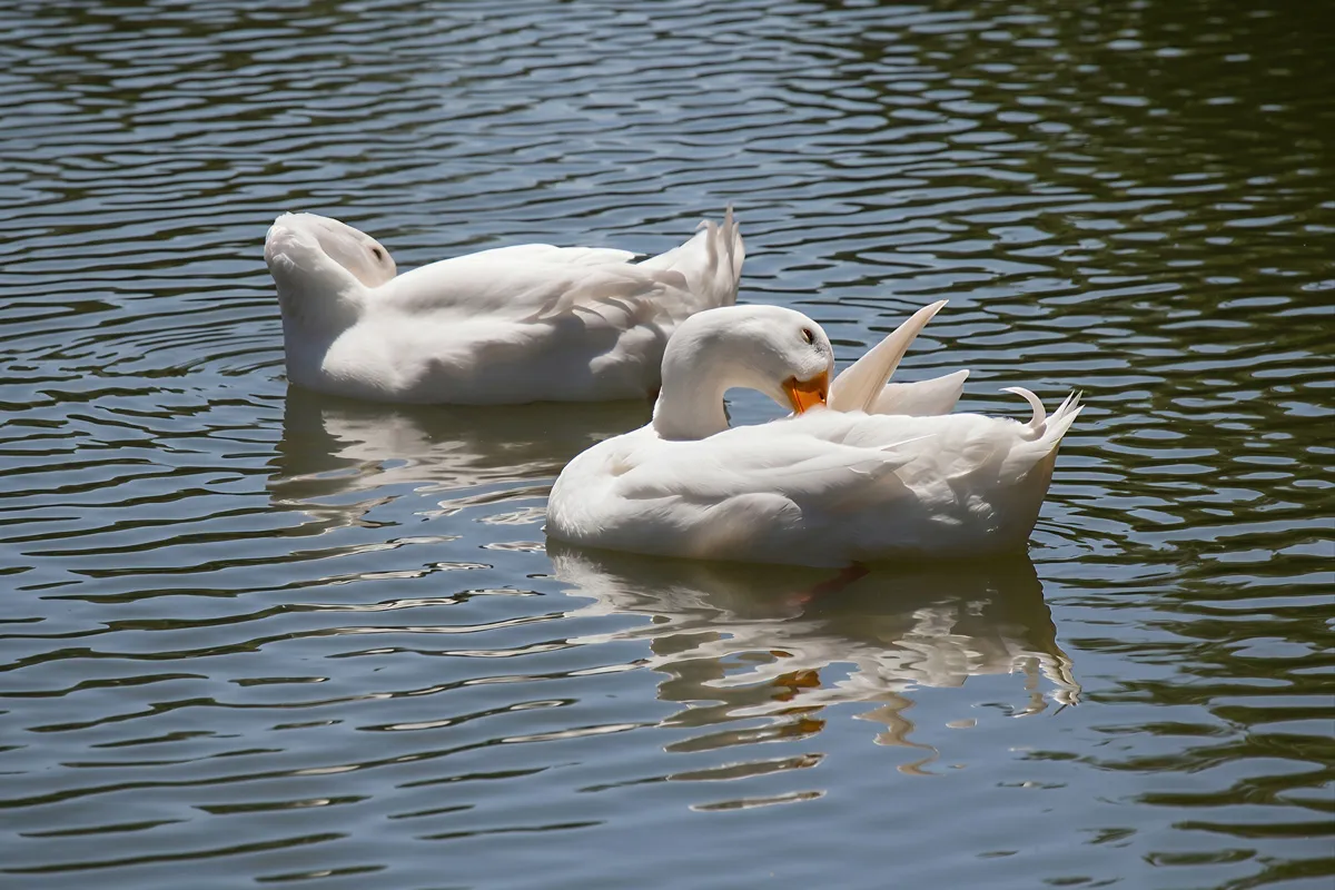 Ducks