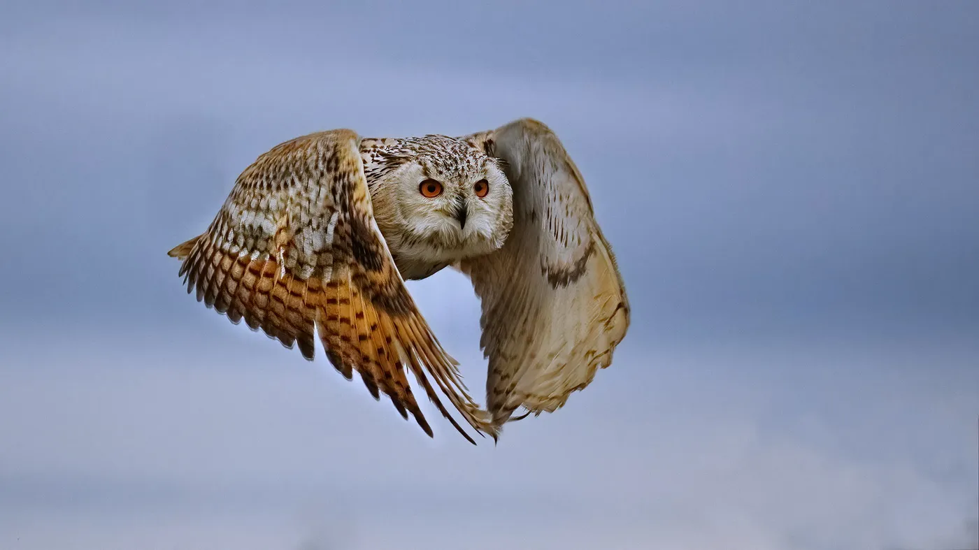Owl