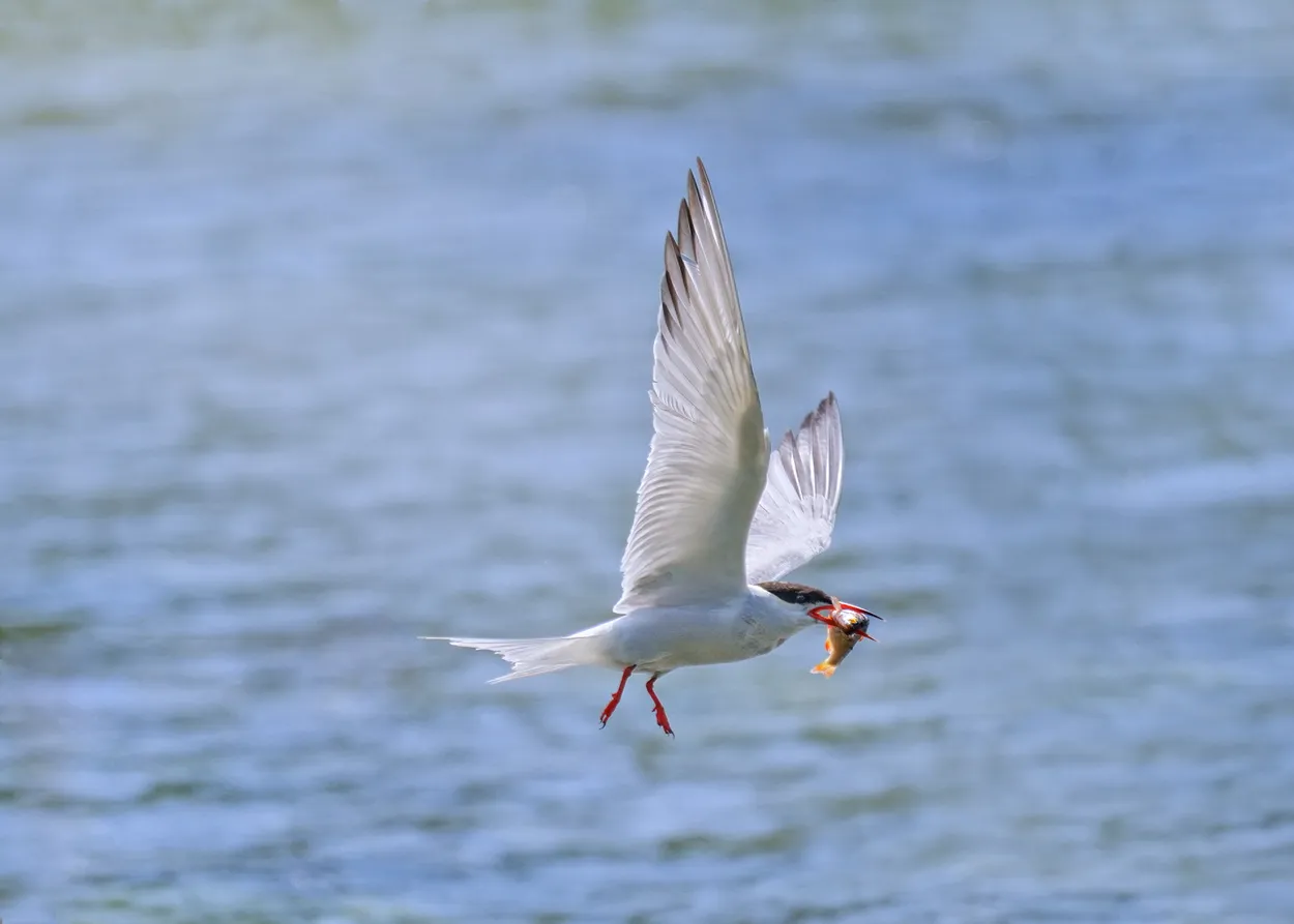 Tern