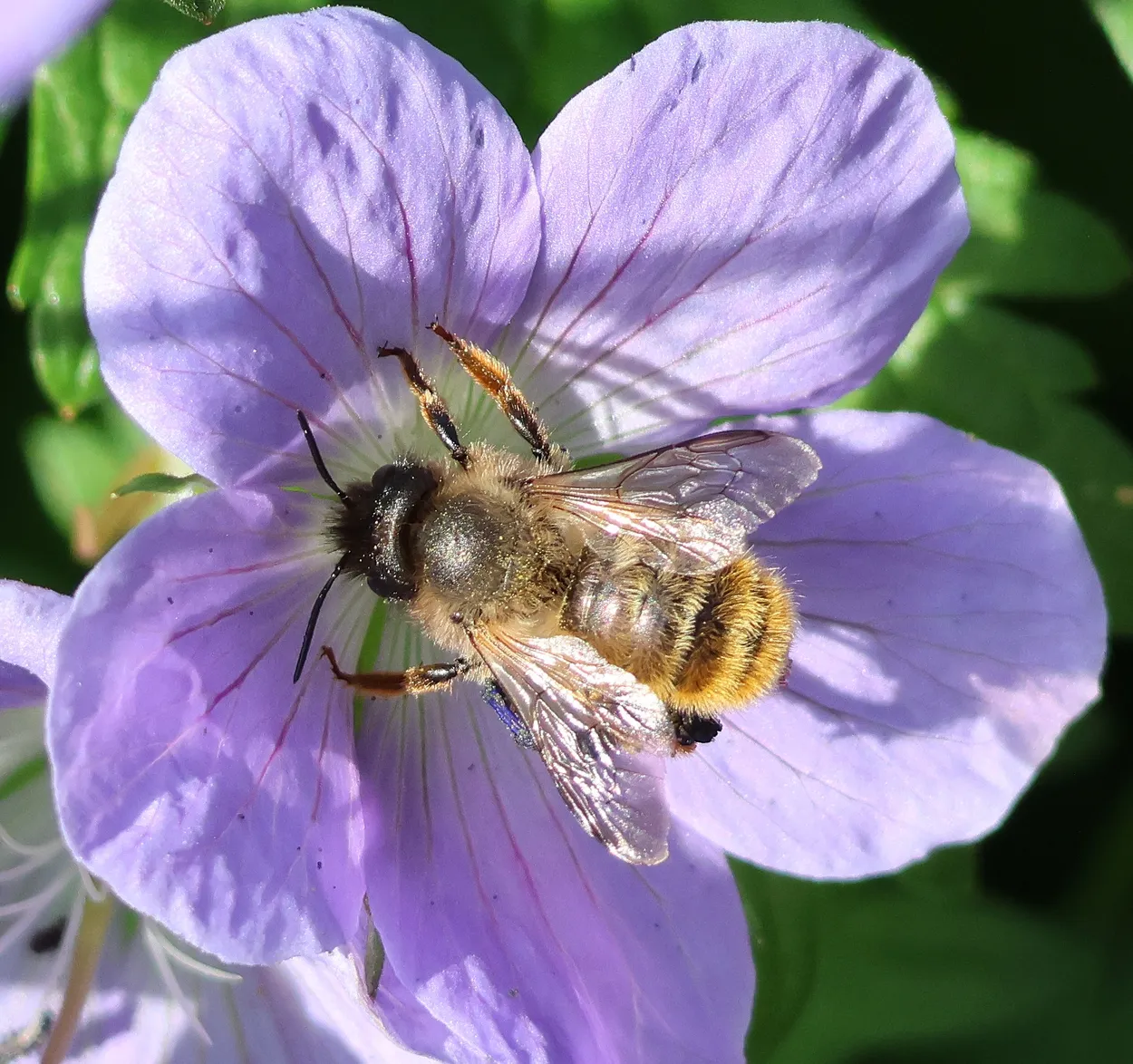 Red Mason Bee