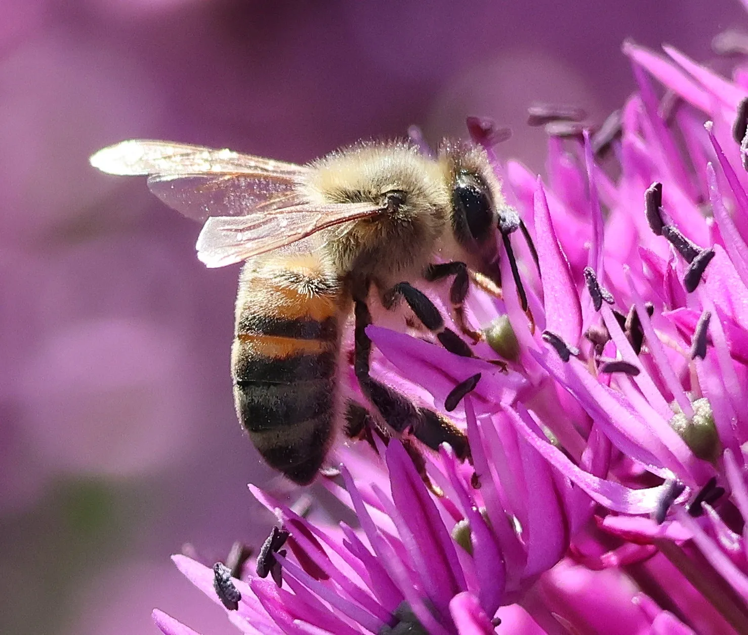 Western Honey Bee on Allium