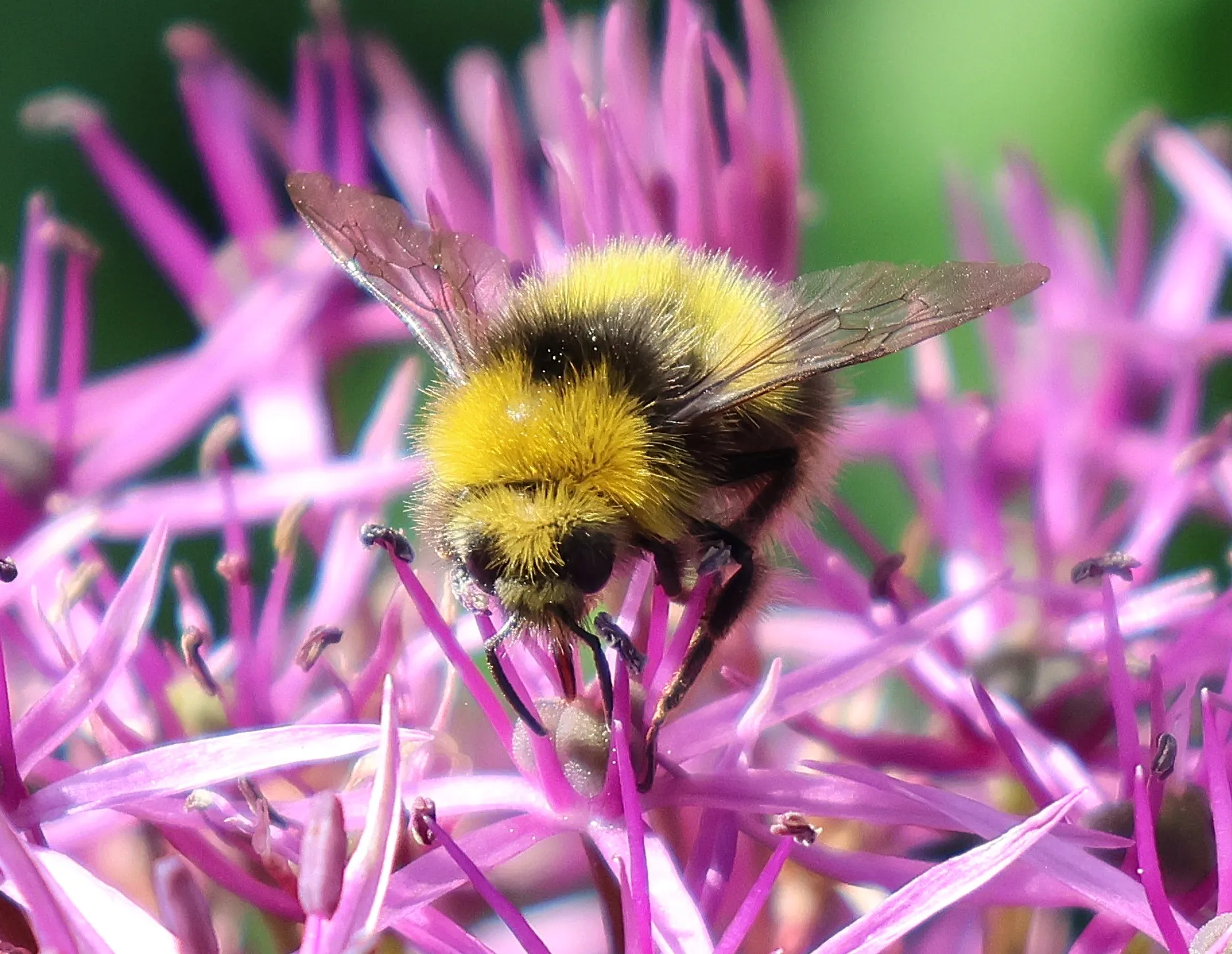 Early Bumblebee