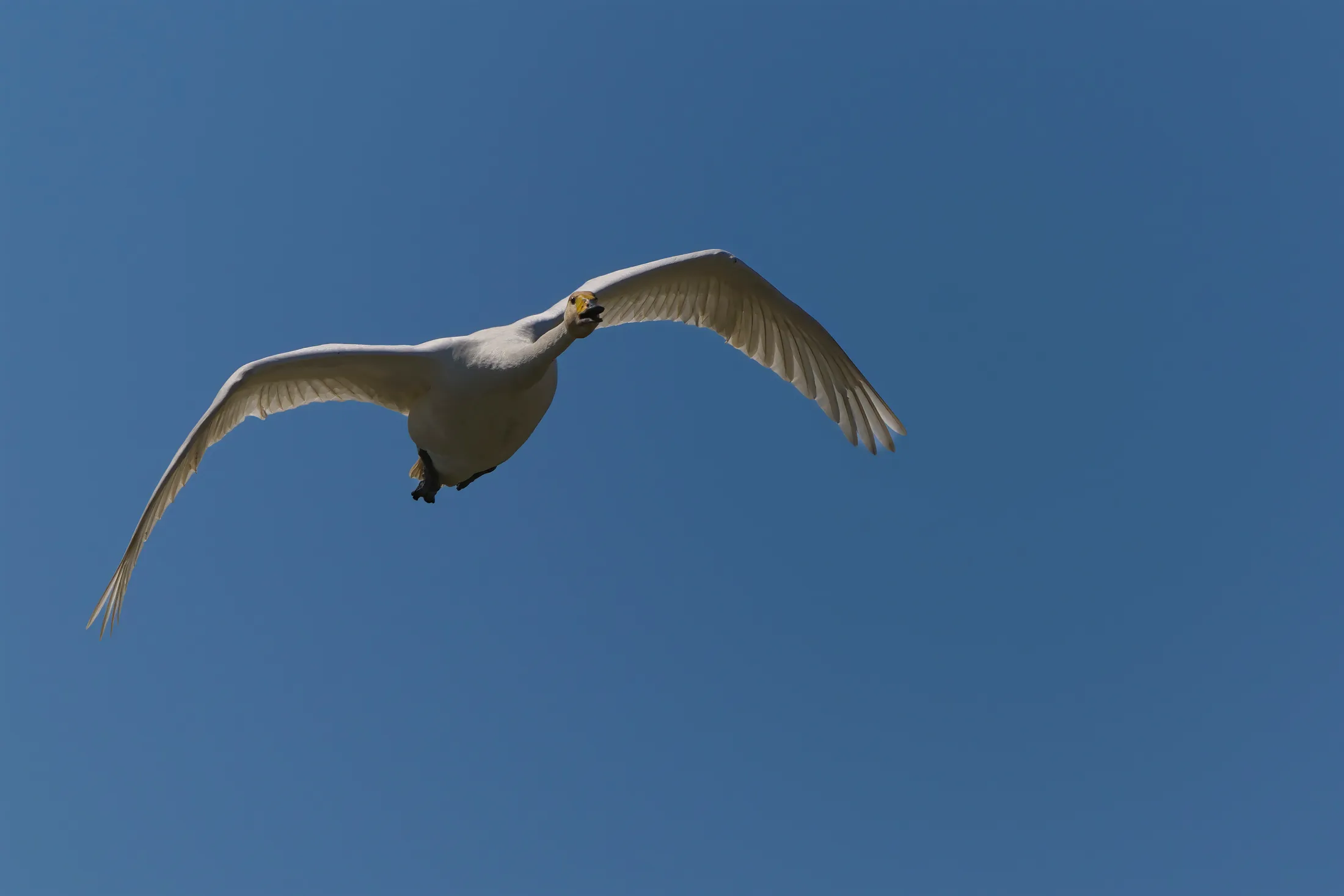 Freedom