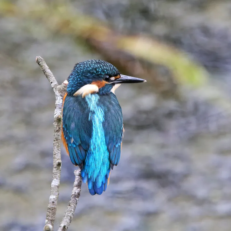 Kingfisher