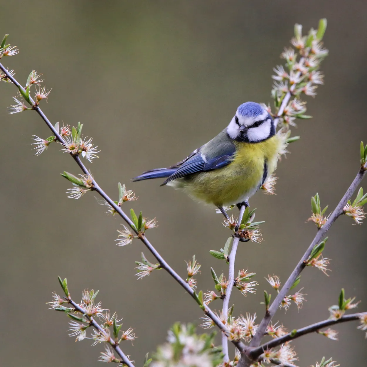 Blue tit