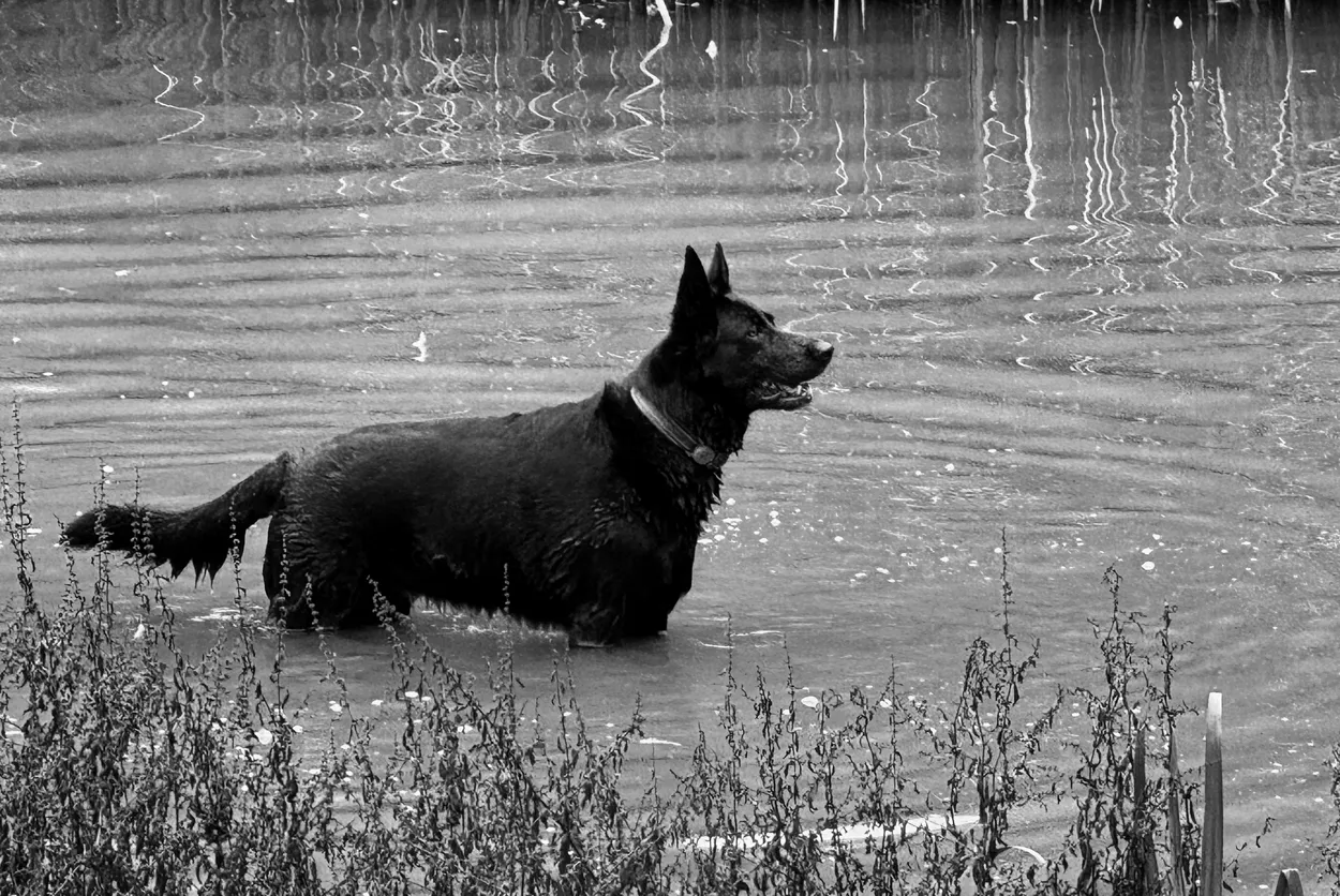 Waiting for a Stick