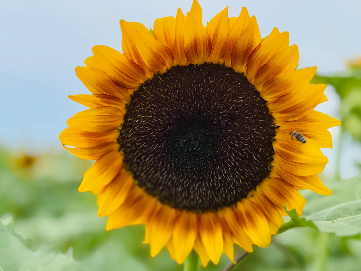 Common Sunflower