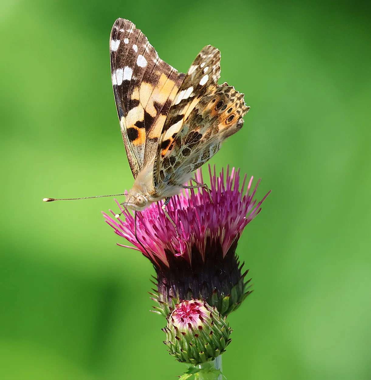Painted Lady butterfly on a thistle
