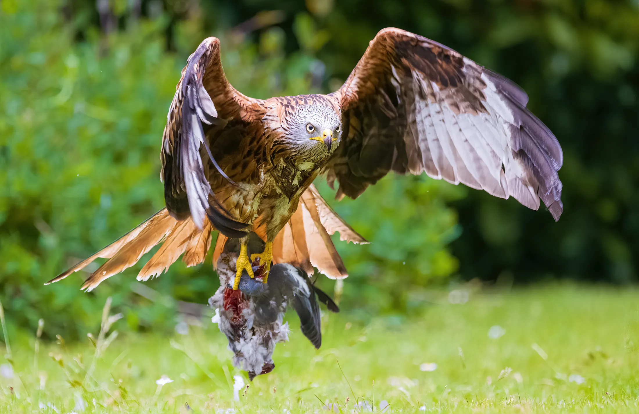 Red Kite with meal