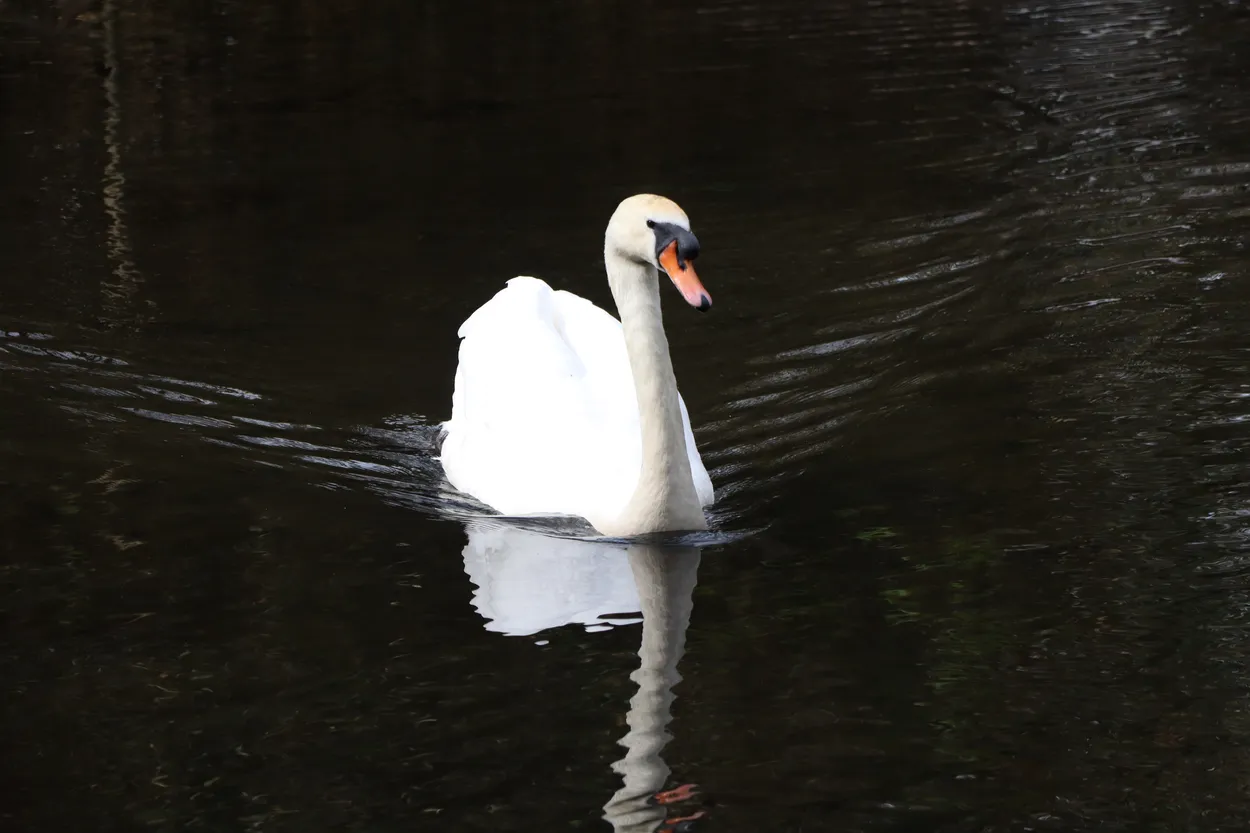 Swan reflection