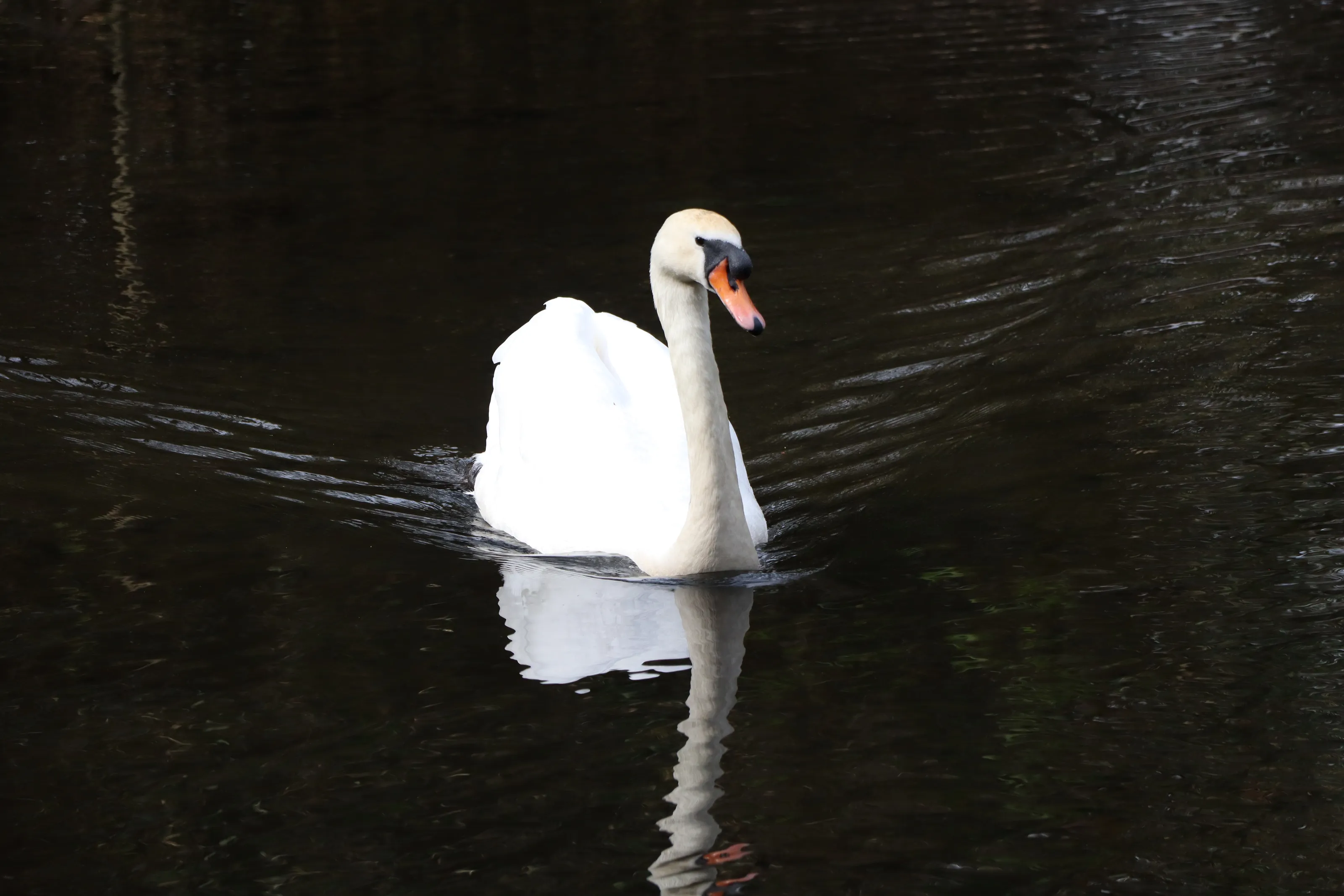 Swan reflection