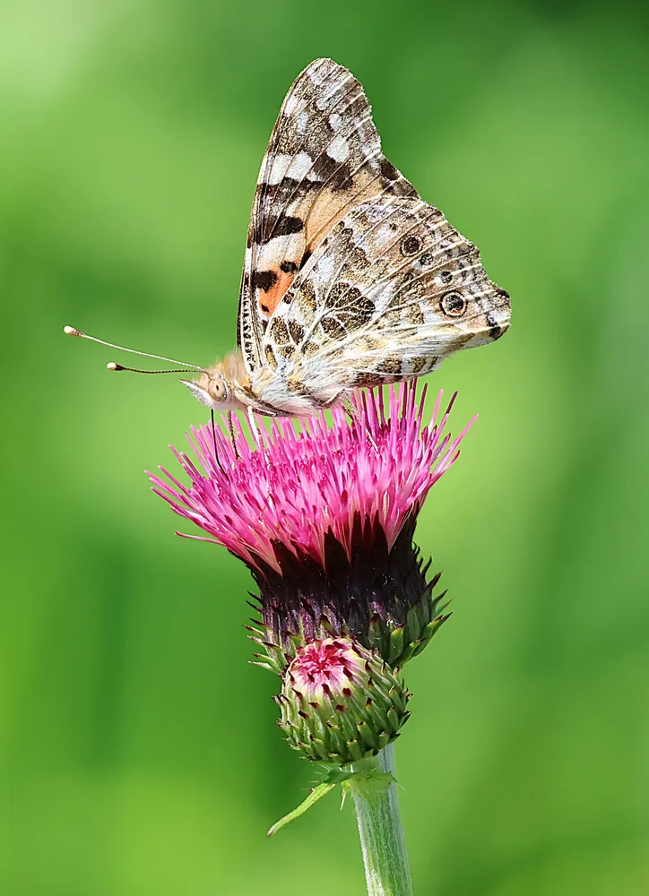 Painted Lady butterfly on a thistle