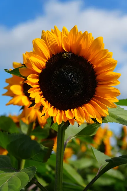 Sunflower - Verrill Farm