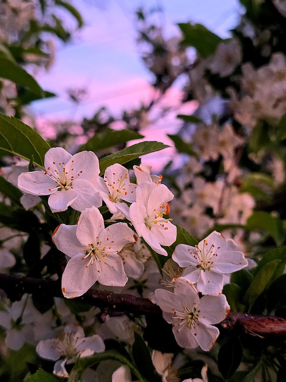Apple Blossoms at Sunset