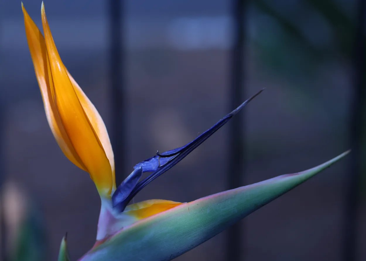 First petals 2