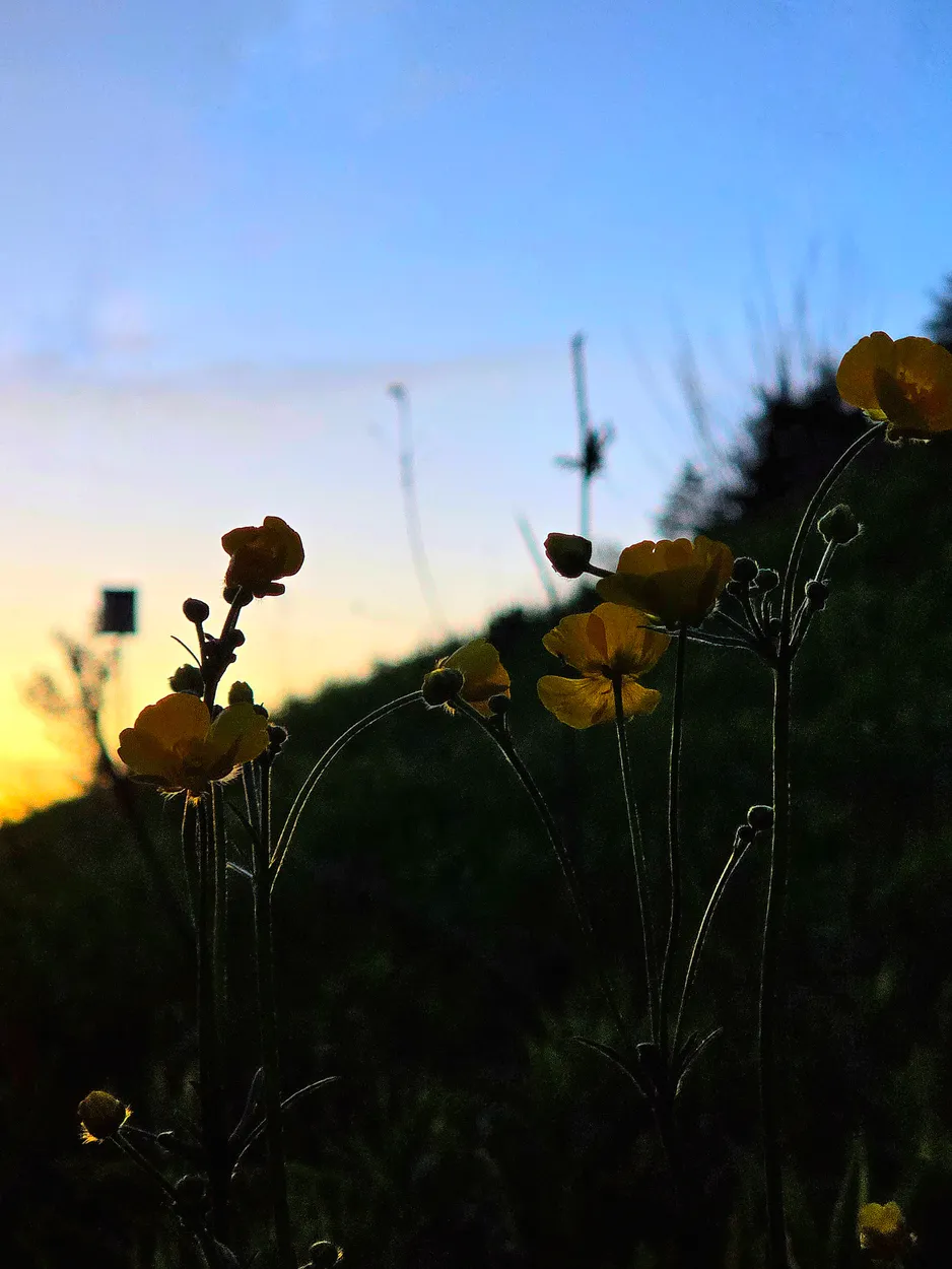 Roadside Flowers