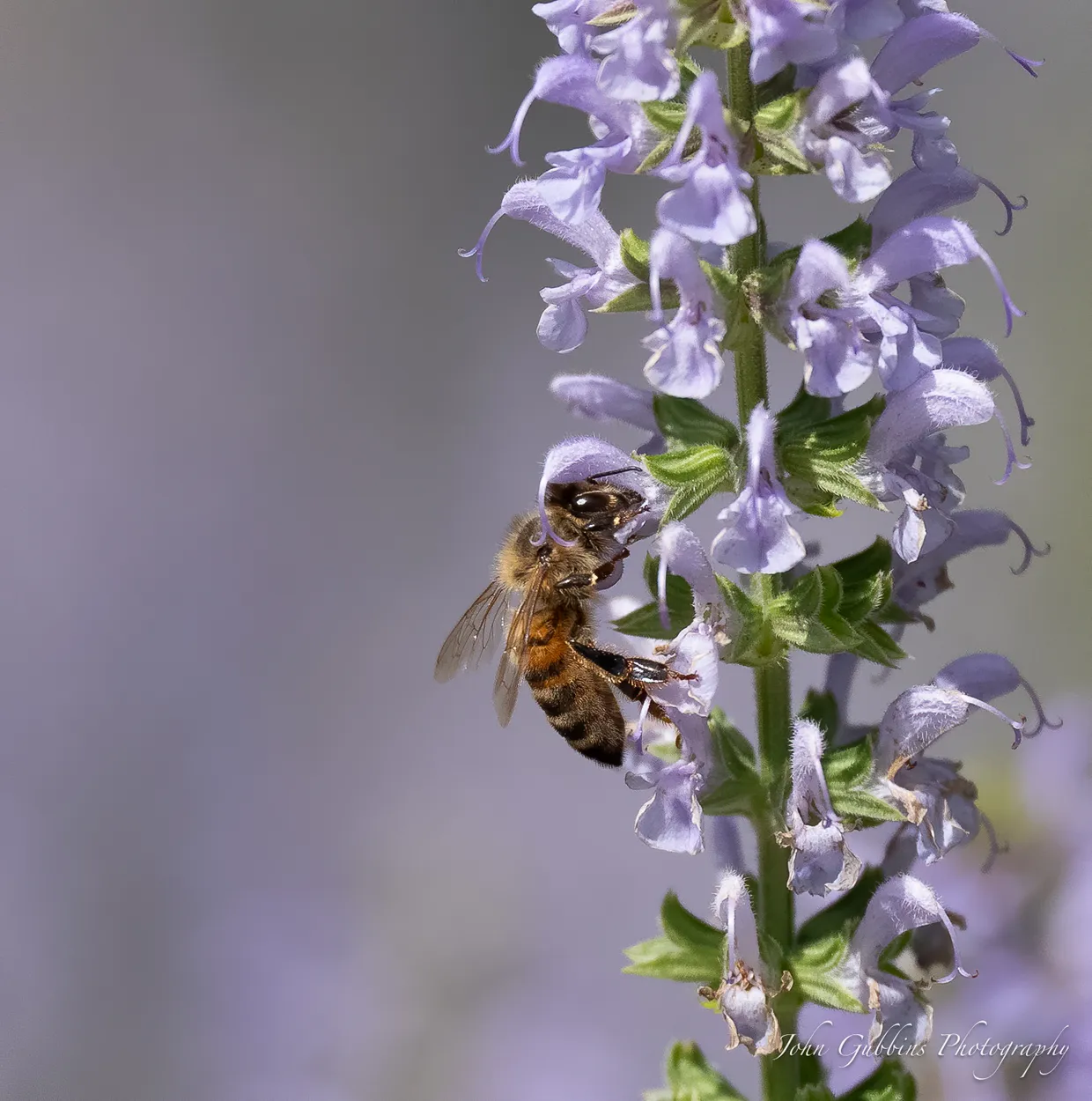 Nectar source.