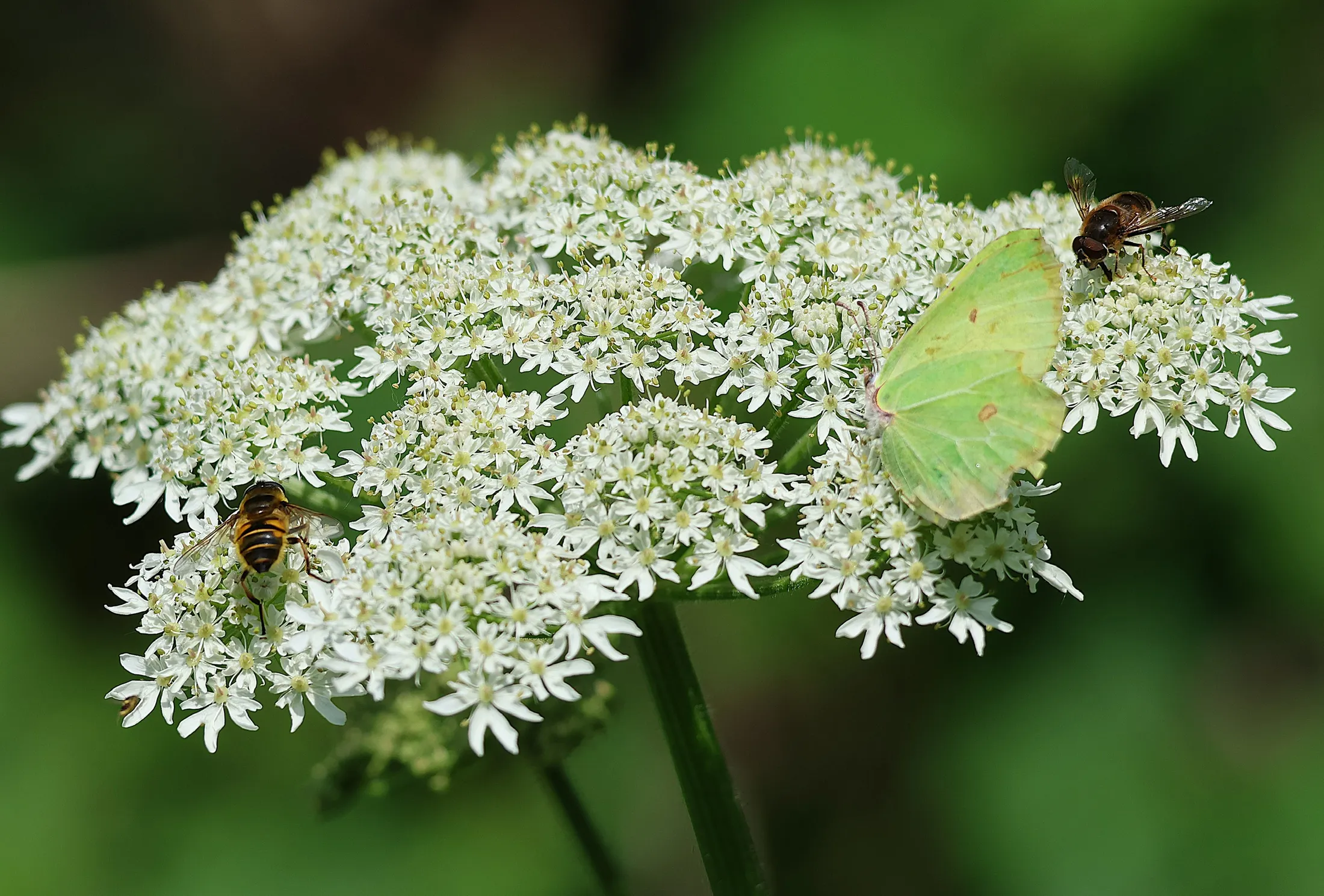 Hoverflies and Brimstone butterfly on on Cow Parsley