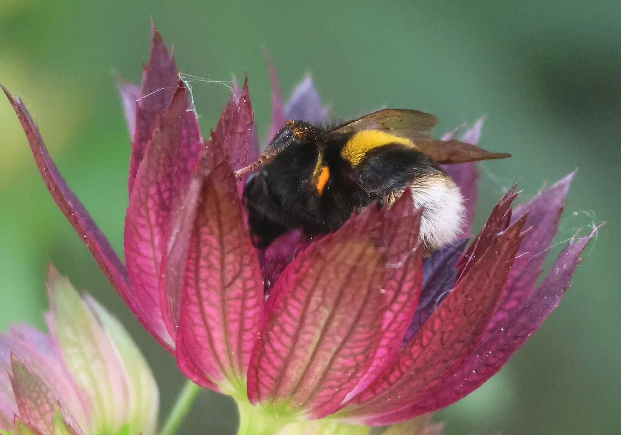 Buff tailed bumblebee