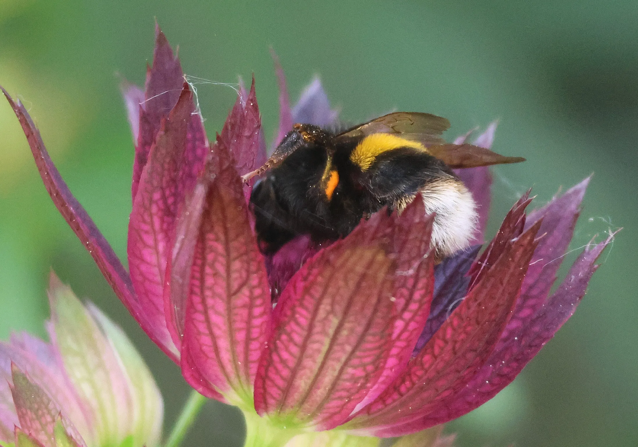 Buff tailed bumblebee