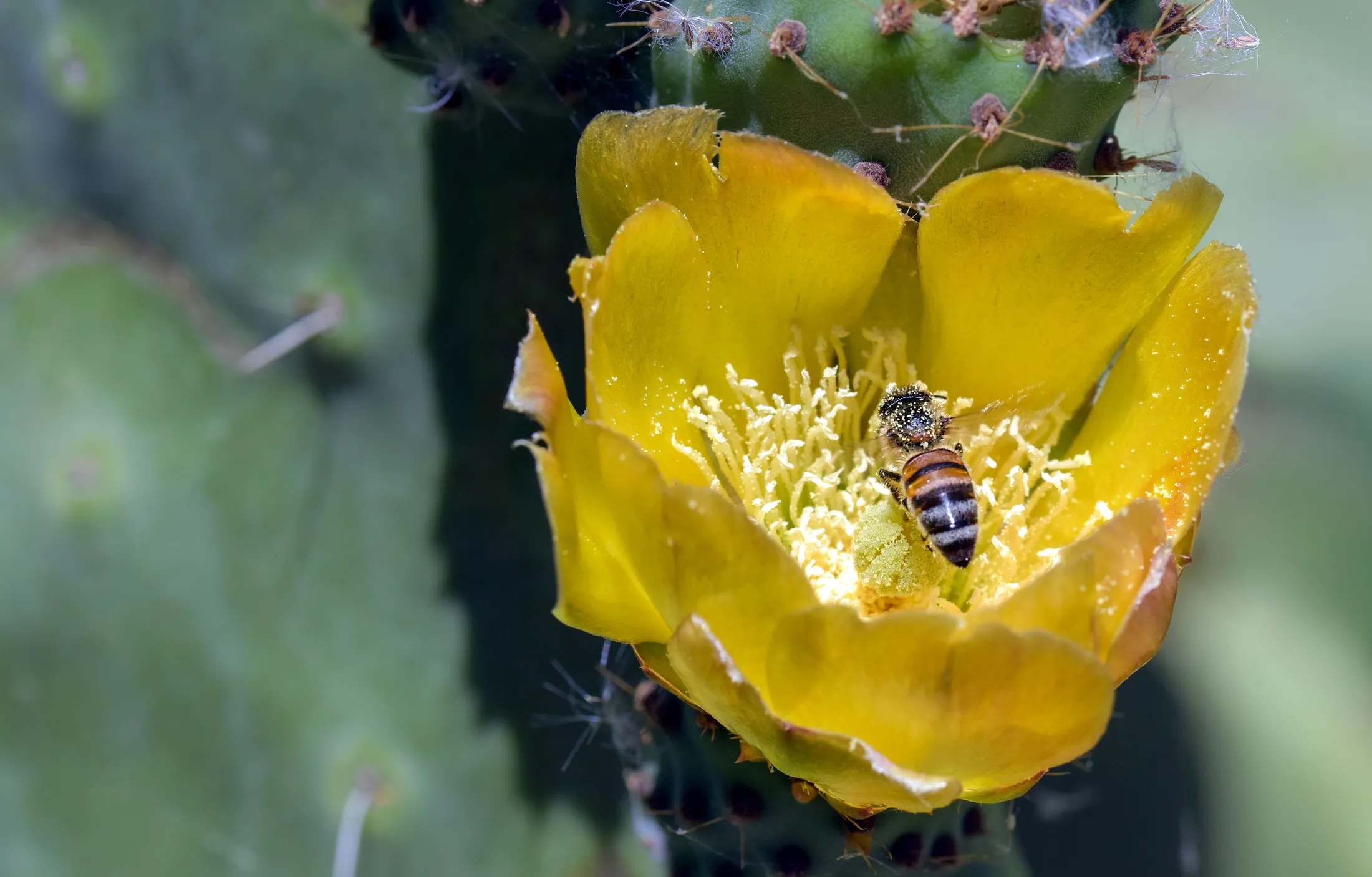 Bee in a yellow flower