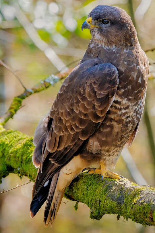 Buzzard