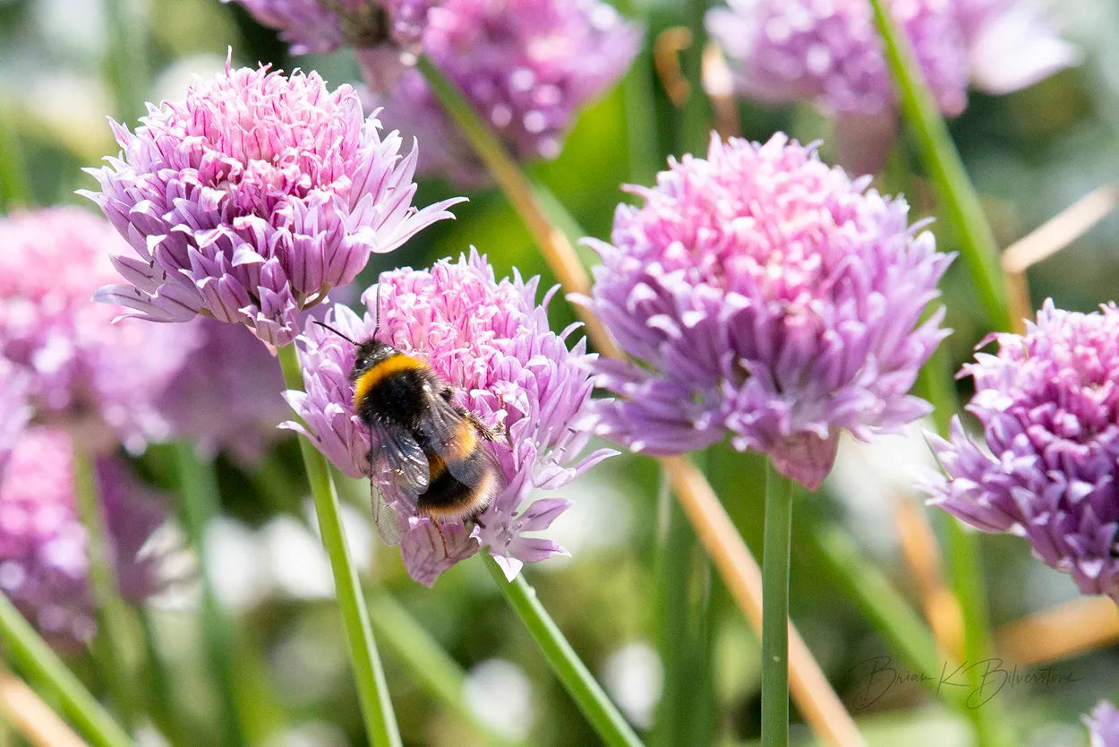 Chive Bumble