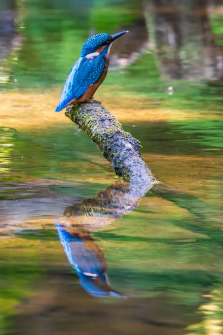 Reflection on a Kingfisher